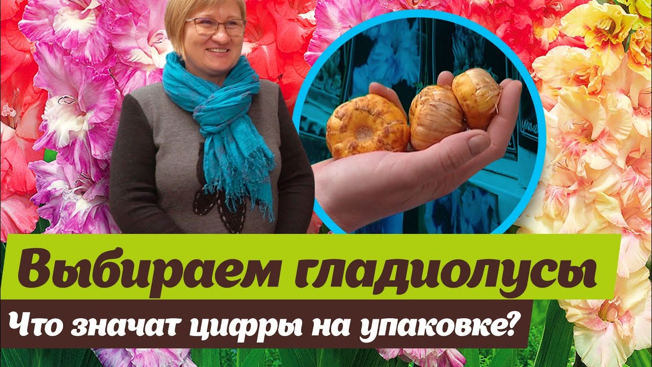 Выбираем луковицы гладиолусов.  Как выбрать сорт и хорошую луковицу