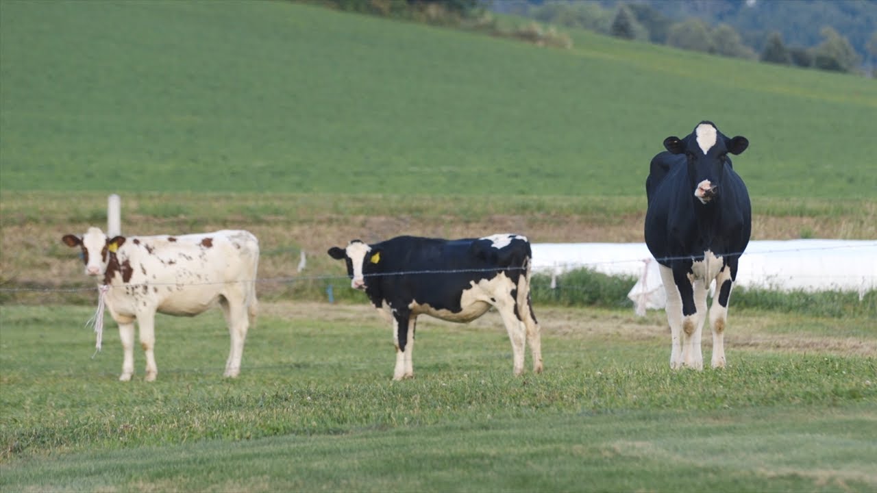 Pursuing a Dream: Forest Ridge Holsteins