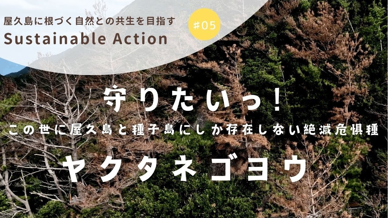 [Sustainable Action #5] 守りたいっ！ 絶滅危惧種ヤクタネゴヨウ