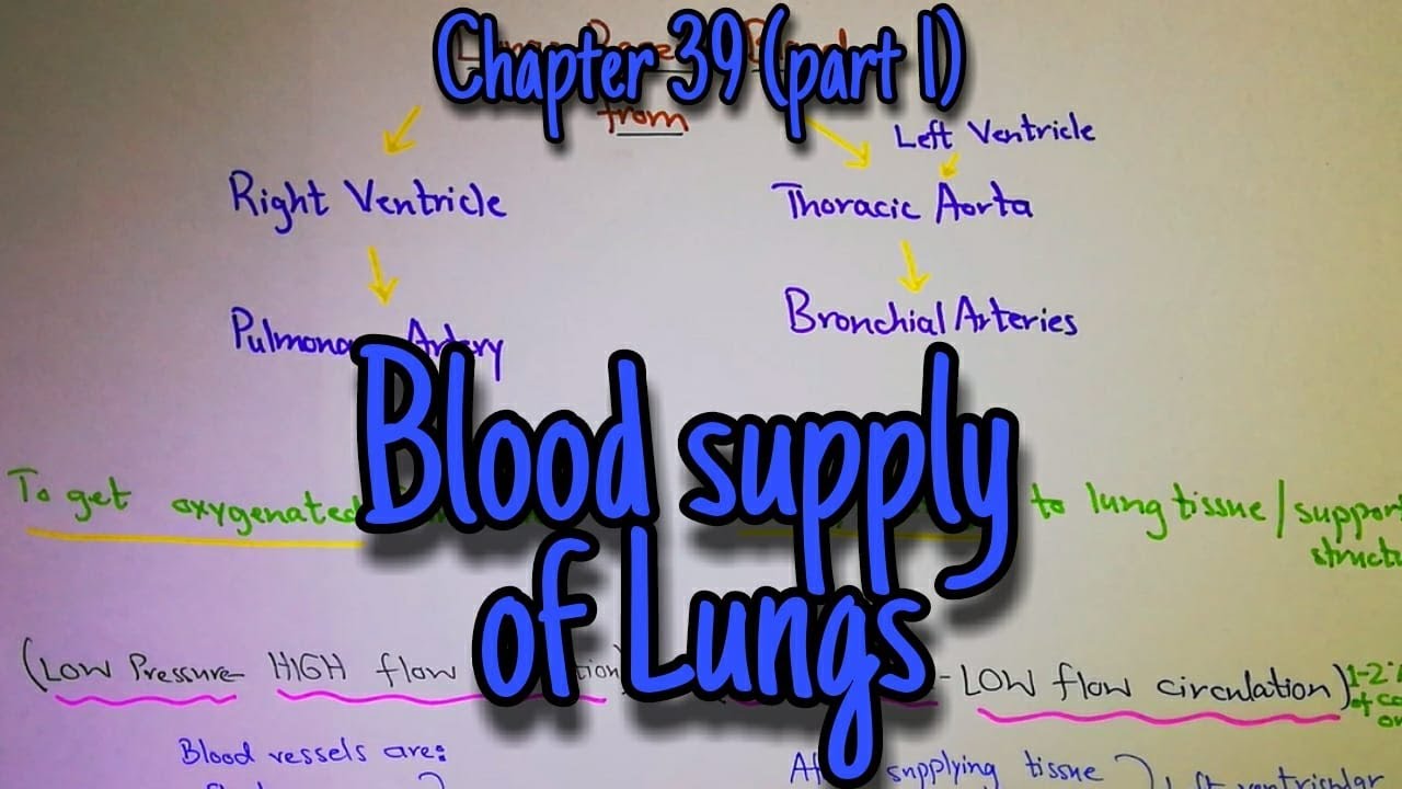Blood supply of lungs. Chapter 39 (part 1). Guyton and hall text book of physiology.