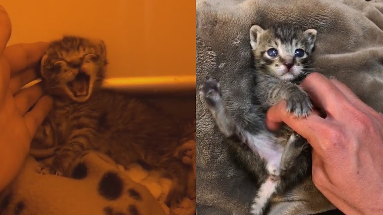 Amazing Transformation Of Little Kitten with Both Eyes In Bad Condition | Cat Rescue Stories