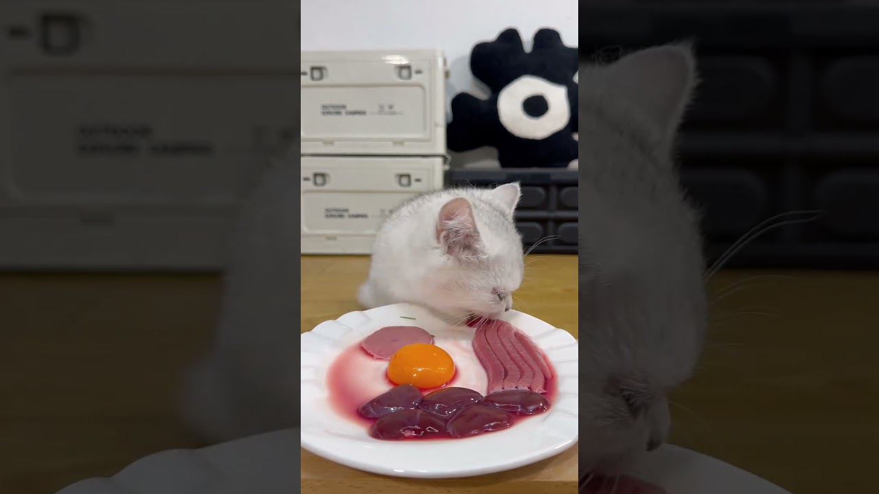 cat eat meatslices 🥩🥚🍳|cat eating sliced meat 🐓| ASMR cat mukbang 
