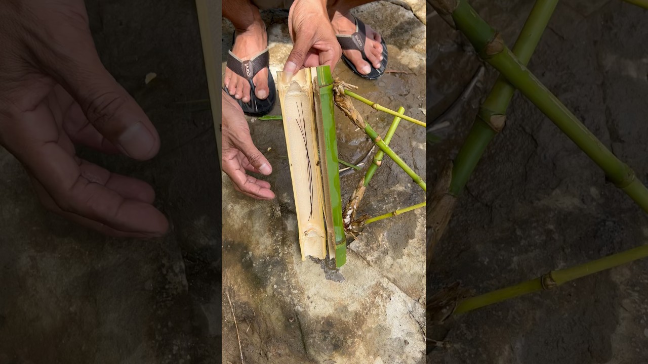 Aneh tapi nyata..! Bulu perindu di dalam bambu petuk #viral  #buluperindu #bambupetuk #shorts
