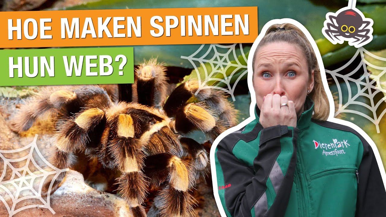 NAAR DE GRIEZELIGSTE DIEREN! 😱 VOGELSPIN, VLEERMUIS, RAT & KAKKERLAK 🕷 | Carlijns Dierenvraag #19