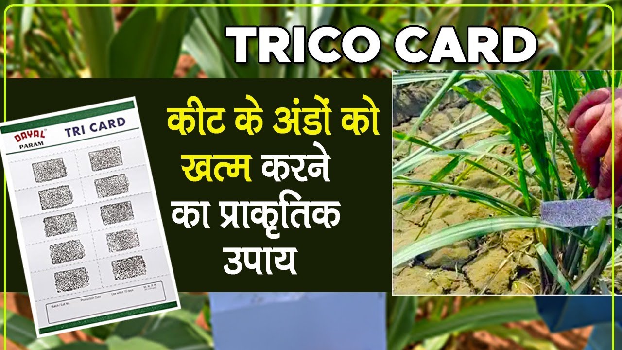 What Are Trico Cards? Trico Card Use, How To Install Trico Cards| ट्राइको कार्ड क्या है और कैसे लगाए