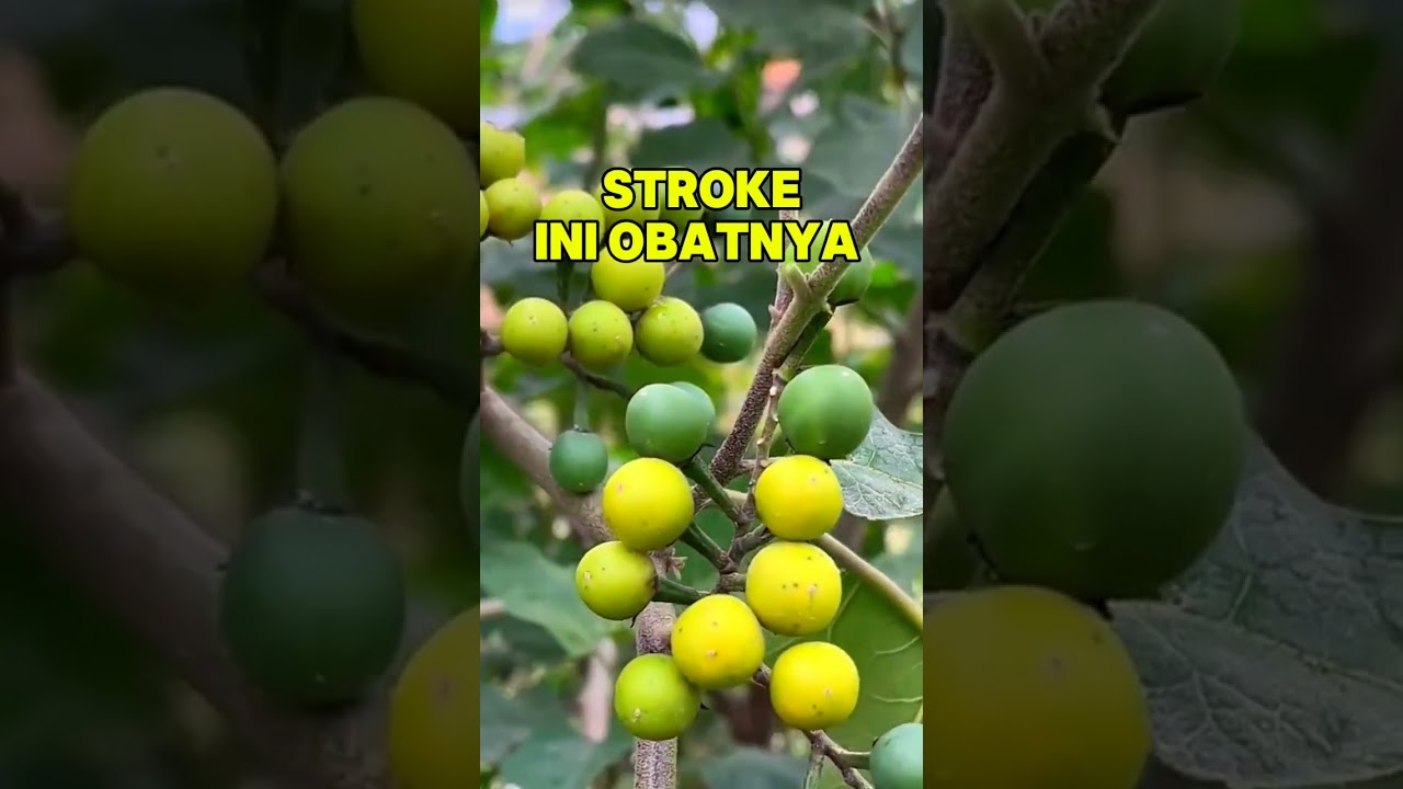 Stroke‼️Ini Obatnya 