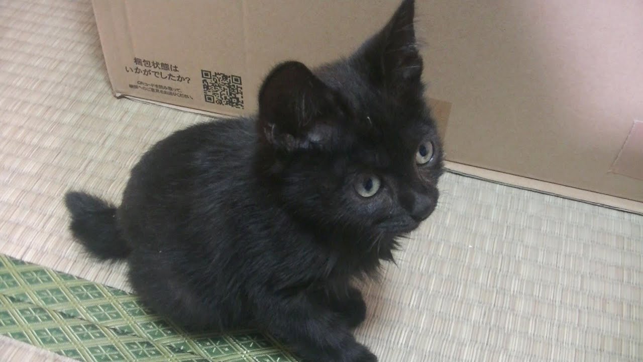 柔らかい布団を怖がっていた子猫時代のクロ