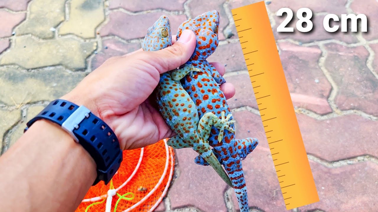 Bắt tắc kè trong khe tường, giúp tắc kè lột da