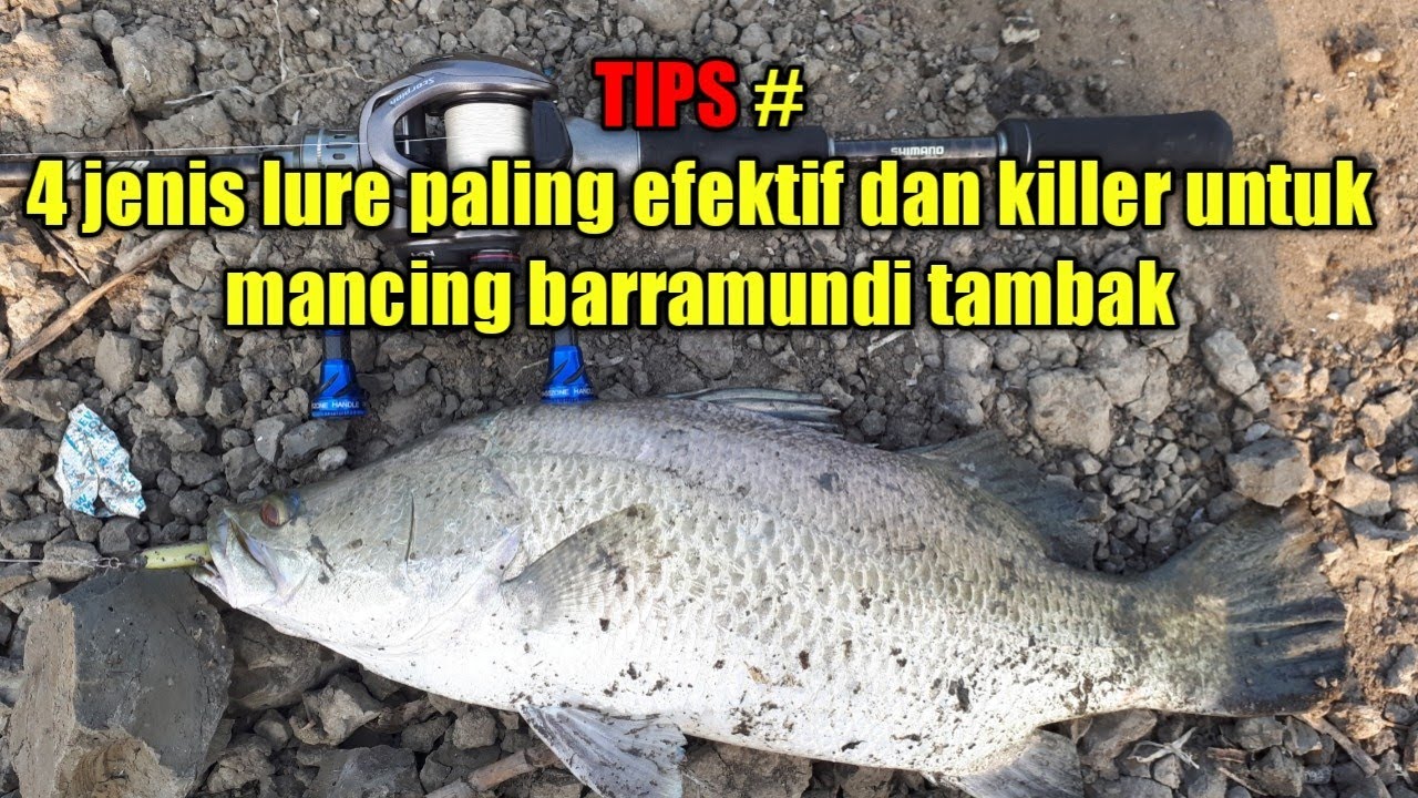 4 Type lure killer dan efektif untuk mancing ikan Barramundi tambak