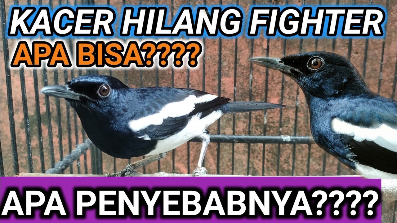 BURUNG KACER HILANG FIGHTER