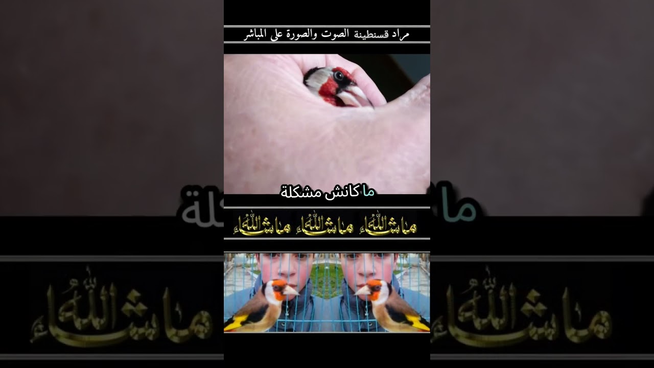 شاهد وتمتع مع قوة قوة قوة قوة قوة قوة  تتكلم في المدرسة تتعلم  مع الحسون القسنطيني الاصيل2026