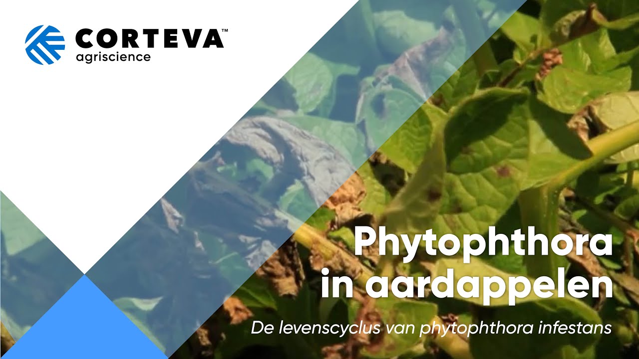 Phytophthora in aardappelen