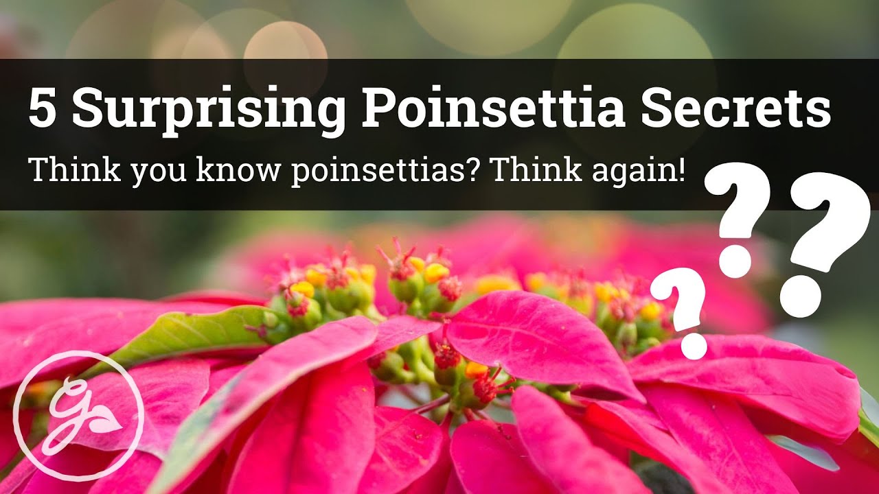 5 Surprising Poinsettia Secrets / Think you know poinsettias? Think again!