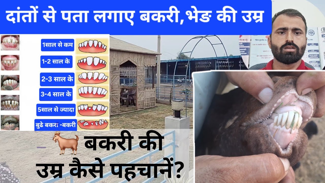  बकरी  के दाँत देखकर उम्र जानने का तरीका 🐐 @VetDkswami 