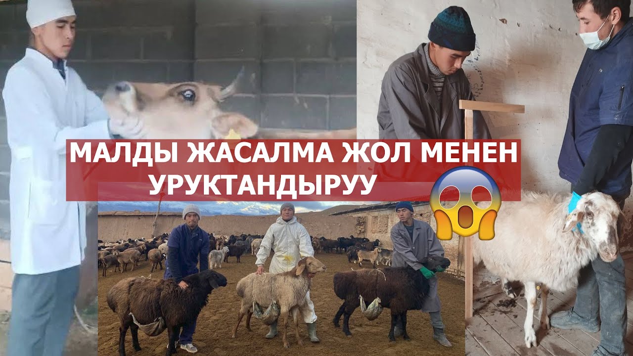 МАЛДЫ ЖАСАЛМА ЖОЛ МЕНЕН УРУКТАНДЫРУУ / СТАРТАП ОШМУ