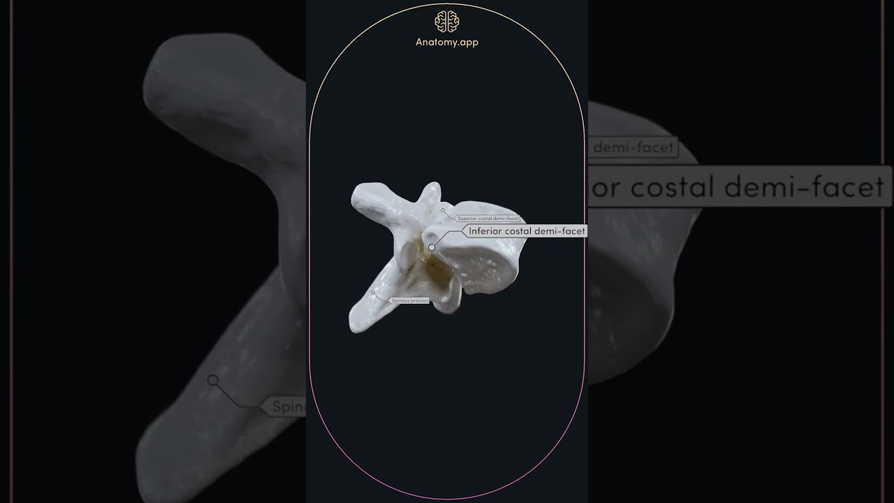 Typical thoracic vertebra (T5)