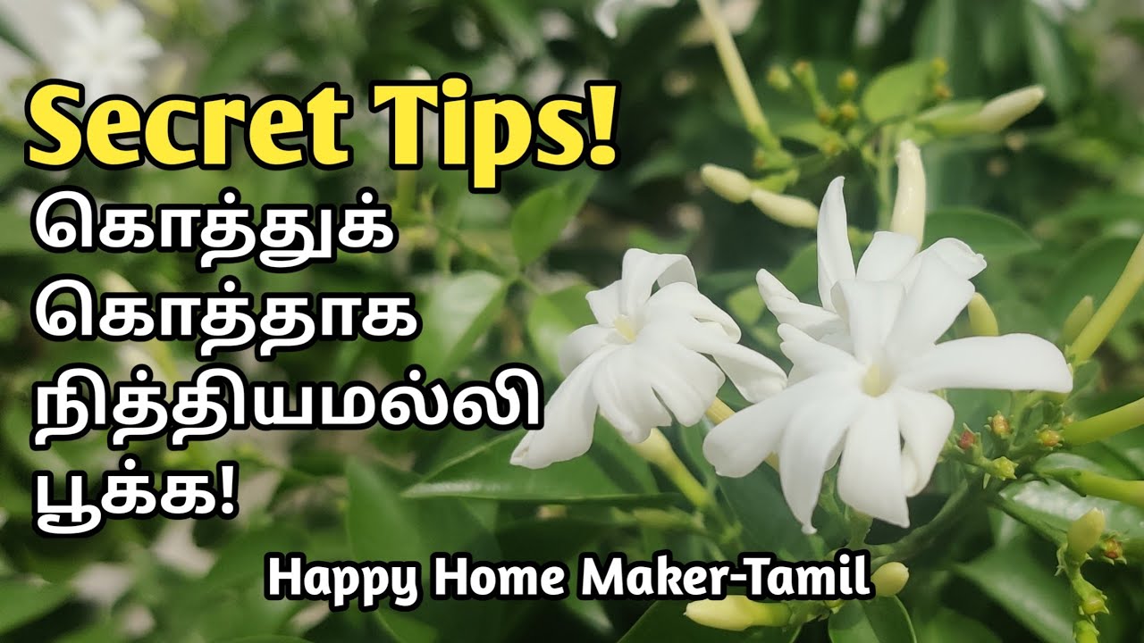தினமும் 2 முழம் பூ பறிக்கலாம்! | My Terrace Garden | மாடித்தோட்டம் | சந்தன மல்லி