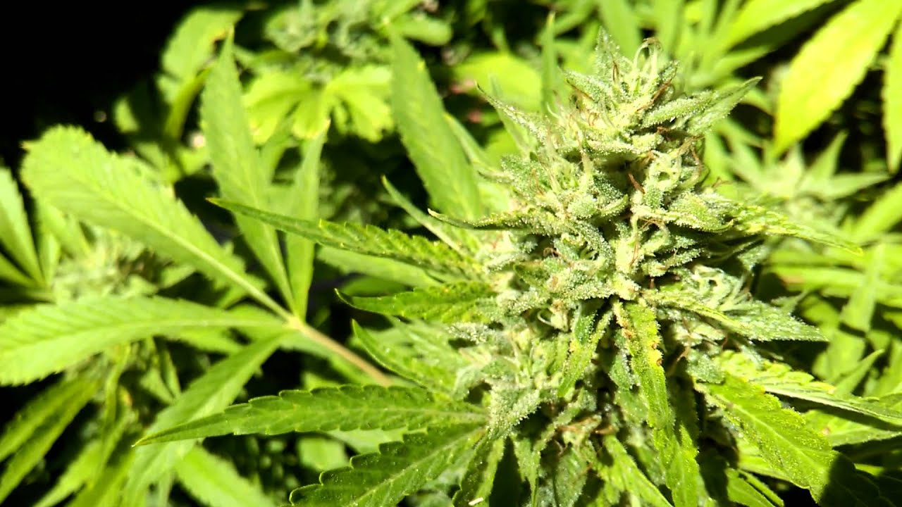 Banana og mid flower upclose