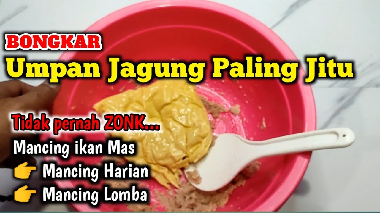 Umpan Jagung Paling Jitu Disukai Ikan Mas yang sering dipakai para master Mancing #umpanjitu #umpan