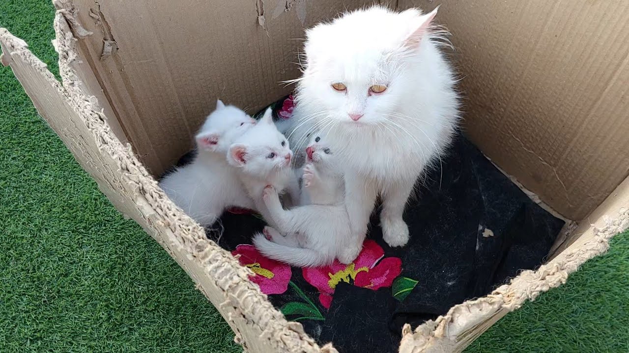 Mother Cat Kissing licking And Grooming Her Kittens To Make Them Happy 