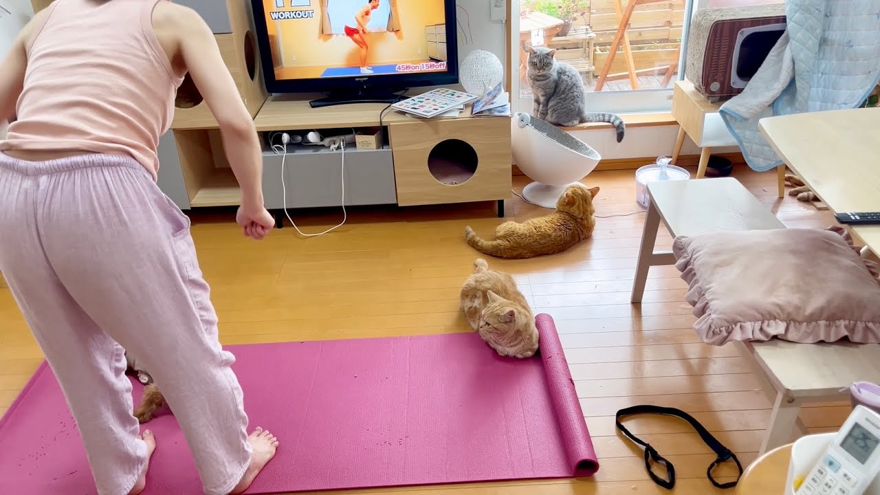 猫たちといっしょに『なかやまきんにくん』