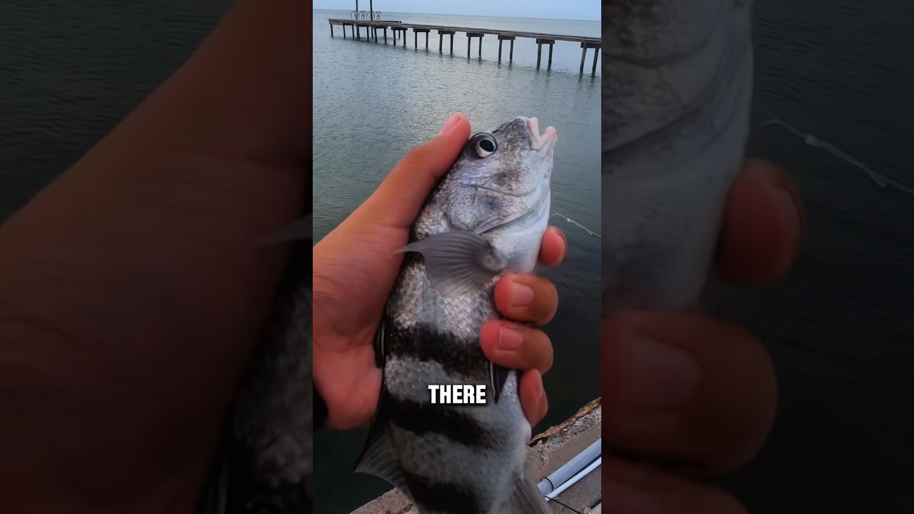 SALTY🌊 #fishing #fisherman #bassfishing #fishingshorts #fishinglife #fishingvideo #sportfishing