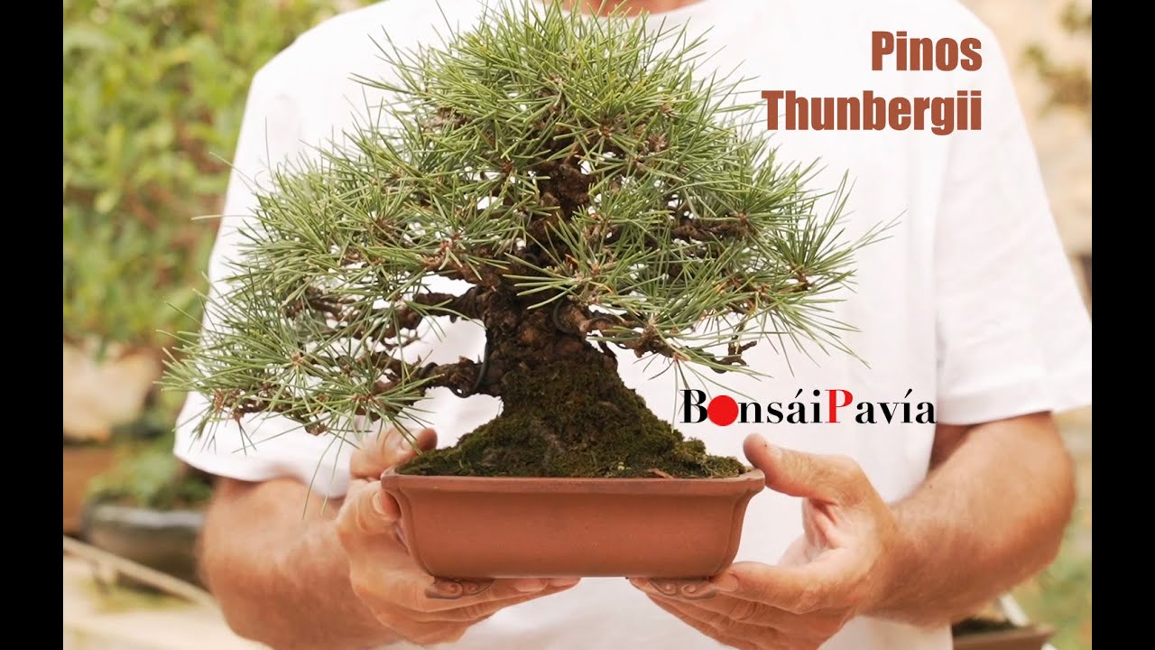 Pinos Thunbergii