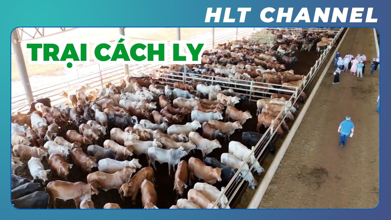 Tìm Hiểu Trại Tập Trung - Cách Ly để Xuất Khẩu Bò tại Bắc Úc