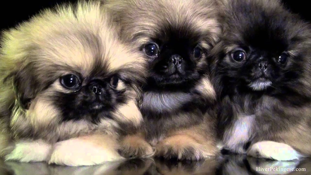 Pekinois a vendre - www.HiverPekingese.com