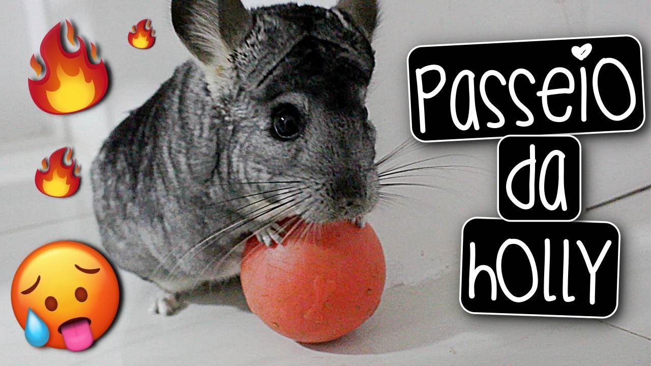 O PASSEIO DE UMA CHINCHILA AGITADA! | by Carla Soares