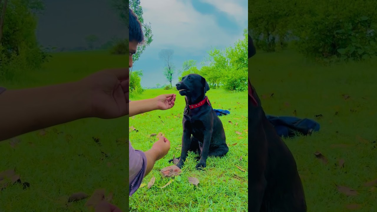 Pakistani dogs video Kali and sohail #kali #doglover
