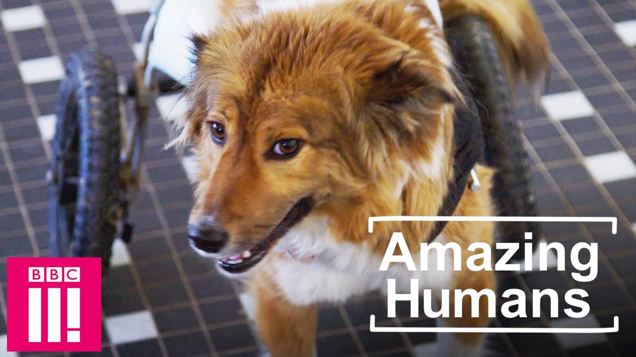 The Woman Saving Death-Row Animals and Giving Them a Home for Life