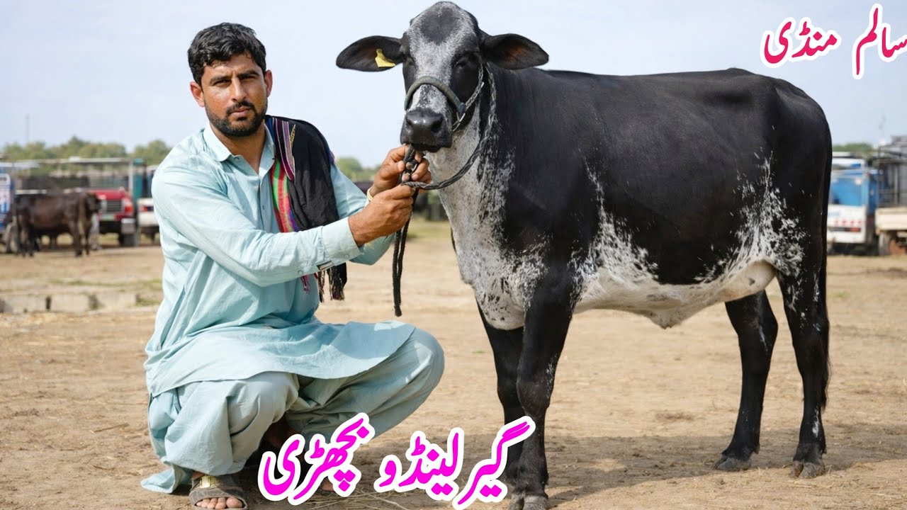 Garlando Cross Heifers in Punjab Pakistan | Salam mandi fresh update | Bismillha best