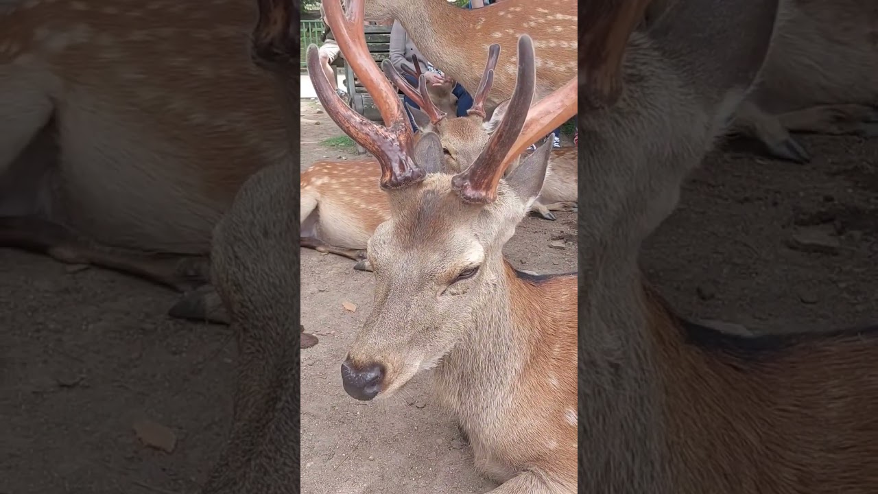 Deer Japan