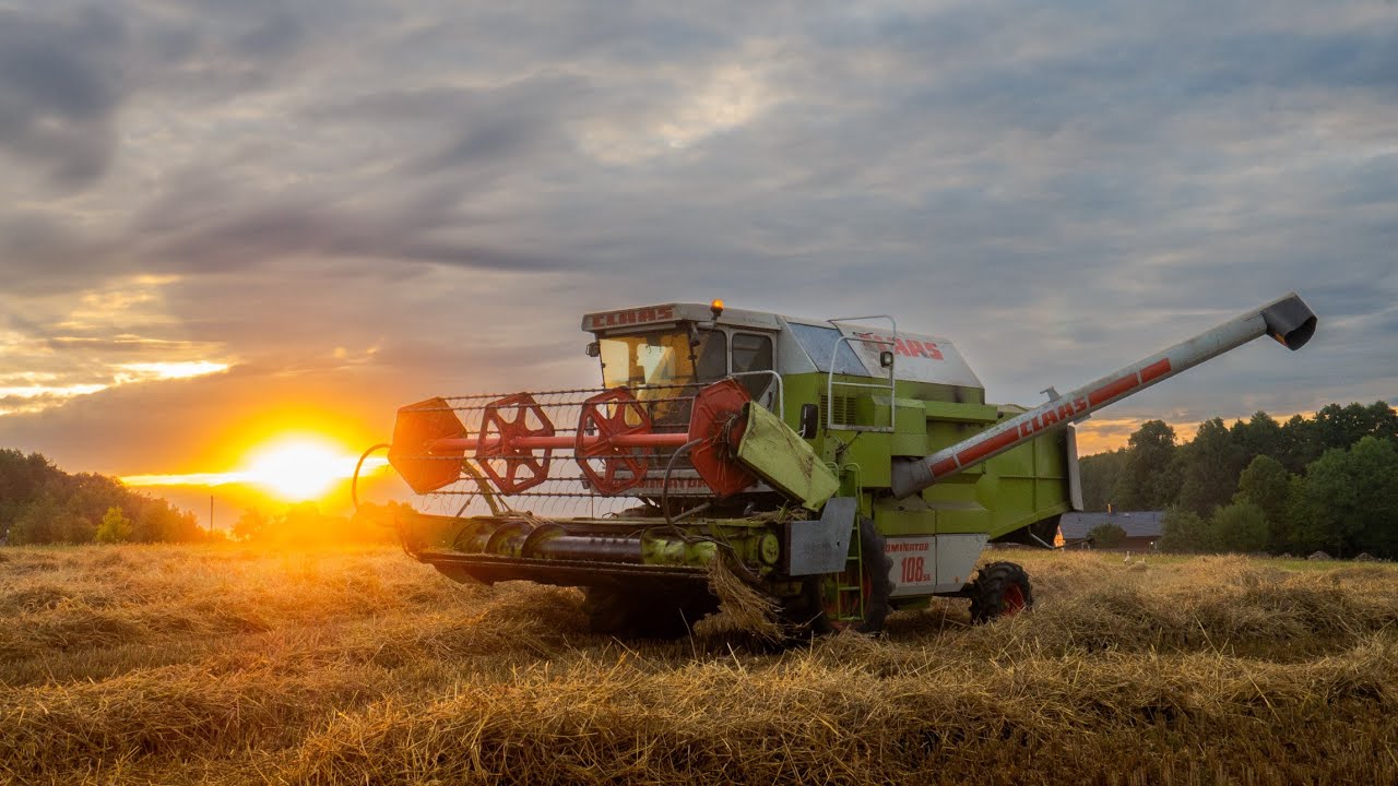 🚜🇵🇱 |4k| Klimatyczne żniwa z Dominatorem w GR Mucha | ★ | Class Dominator 108sl  | ★★ Der324