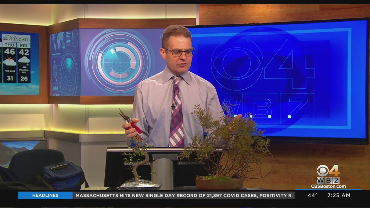 Bonsai Can Be A Great Plant Hobby For 2022