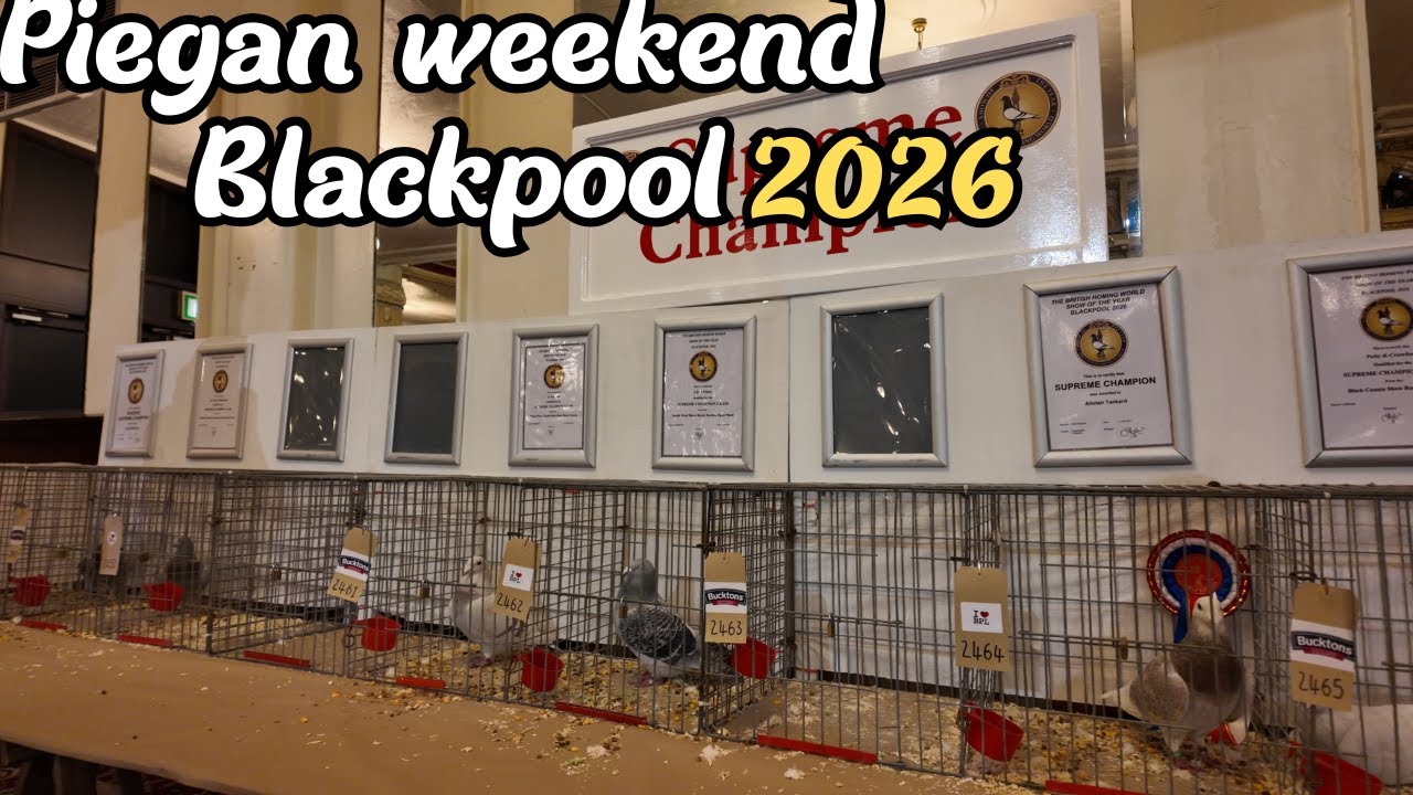 The British Homing World Show Of The Year 2026 BLACKPOOL