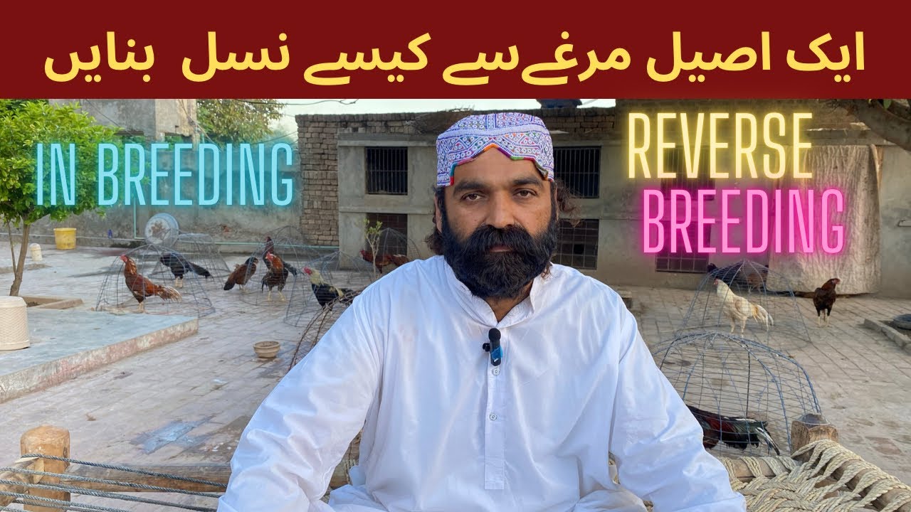 In Breeding & Reverse Breeding  Complete Process