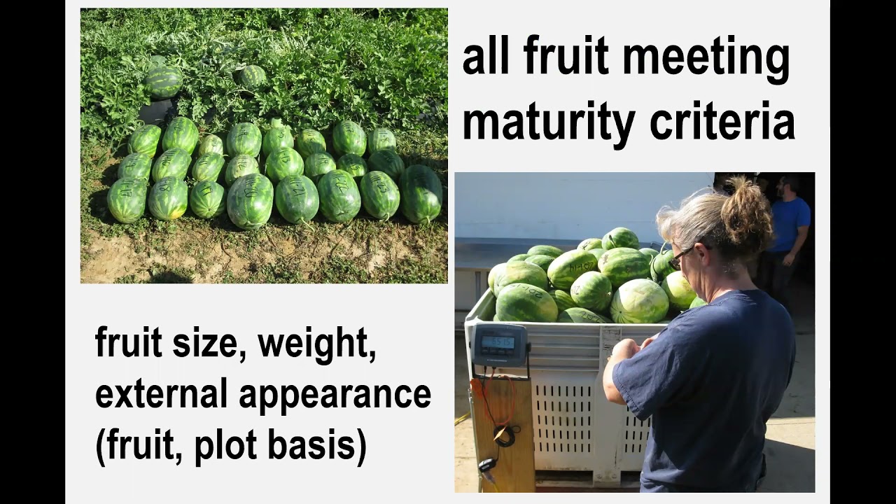 Optimizing Plant Spacing for Grafted Watermelon