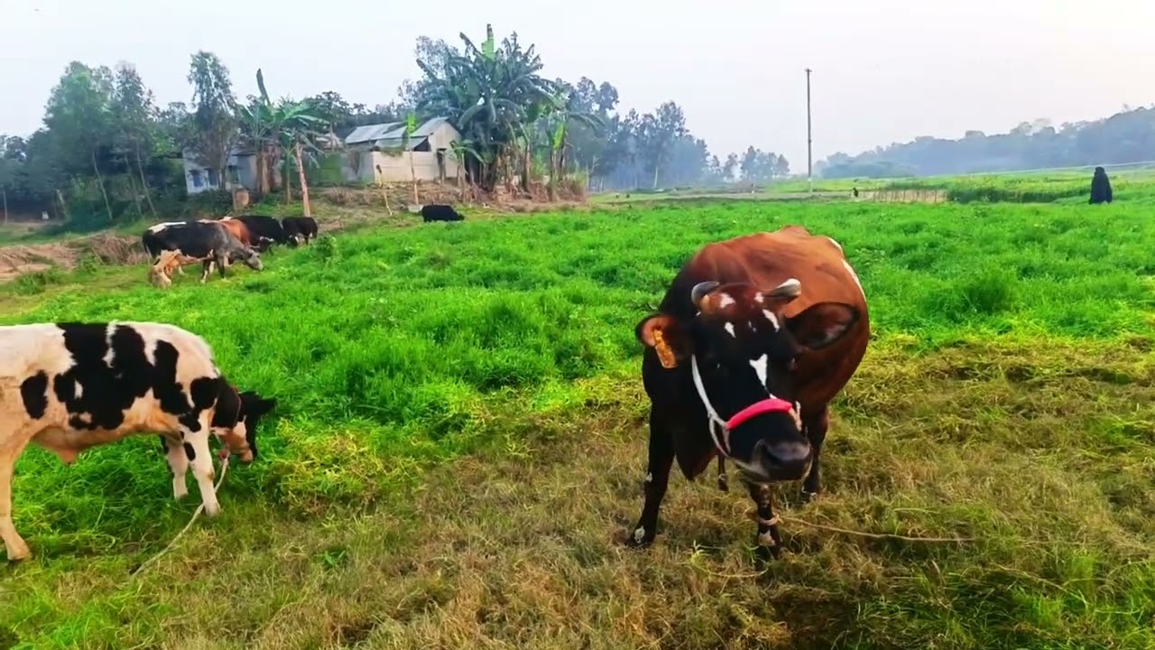 বেতিল চরে এক বিশাল গরুর বাথান। 