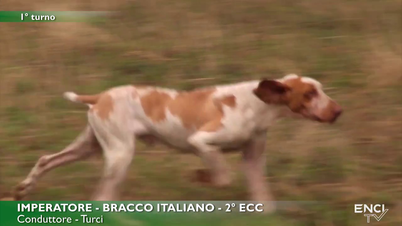 MONDIALE BRACCO ITALIANO seconda parte