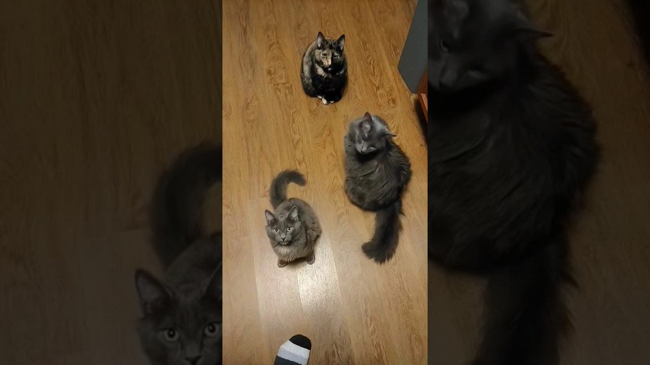 It's a long process😿 #rescuedkitten #fypp #cat #cateating #kitteneating #fyp #fypcats #catvideos
