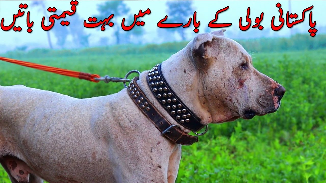 Pakistani Bully Kutta Information || Bully Kutta Price || Bully Kutta Diet || Pure Bully Kutta