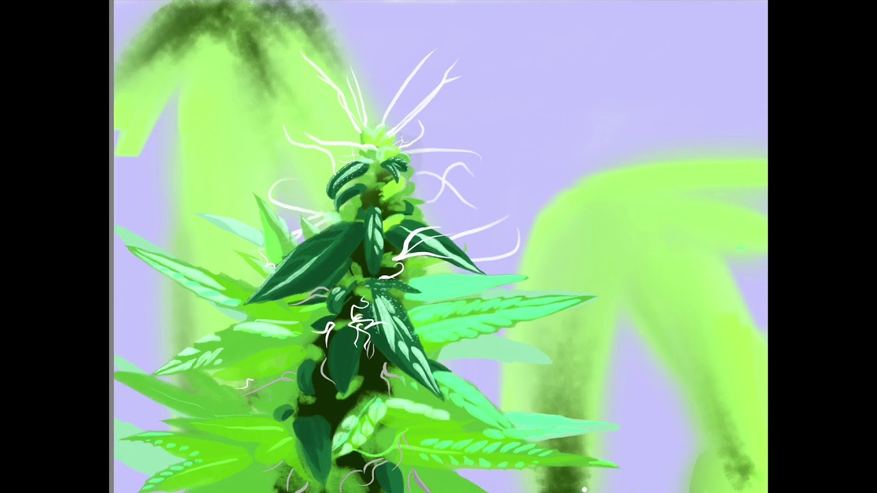 Cannabis painting time lapse Art iPad Pro 12.9 Sketchbook 2018 Hemp Marijuana