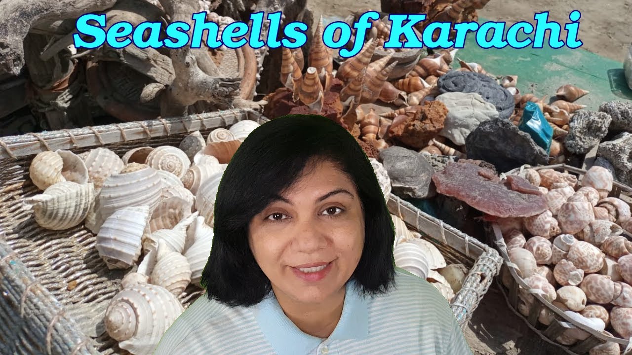 Seashells of Karachi