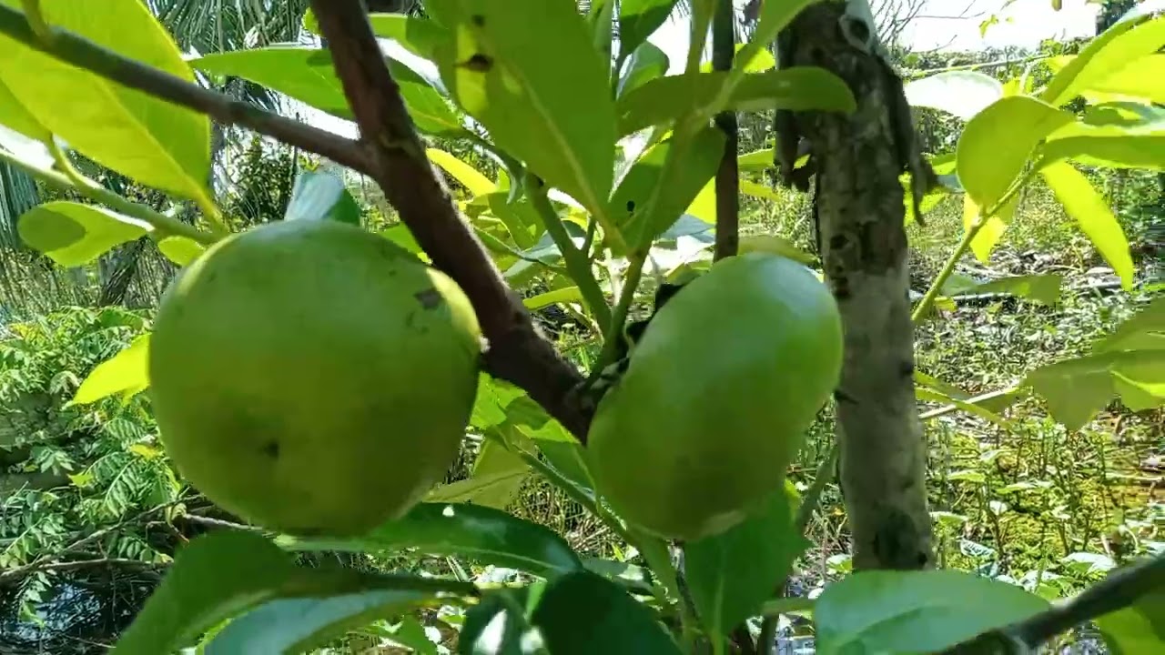 Hồng socola mattgan # 0939890567(Zalo) nhà vườn Ngọc Thảo 