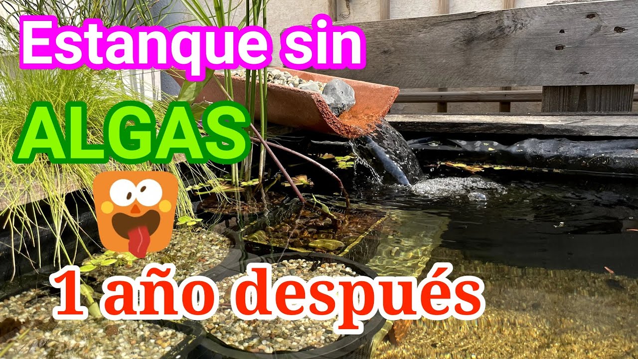 Estanque sin #ALGAS 1 año después!!!!