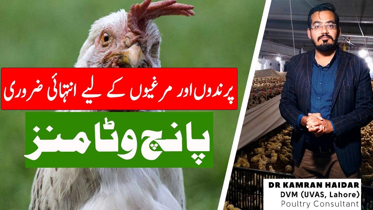 Five Important Vitamins for Chickens & Birds | Vitamin Deficiencies, Home Remedies & Treatment