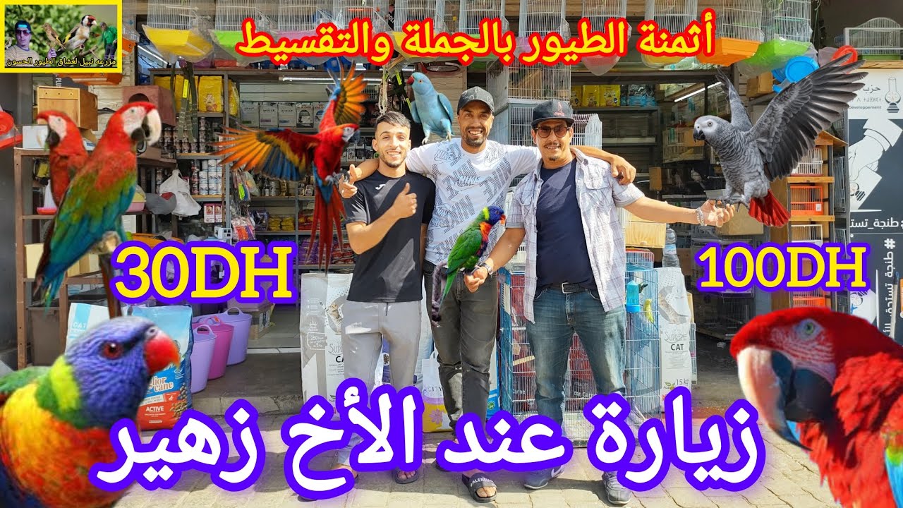 في #طنجة فقط أثمنه الطيور في متناول الجميع مع أنواع الببغاوات عند الأخ زهير 👑✌️