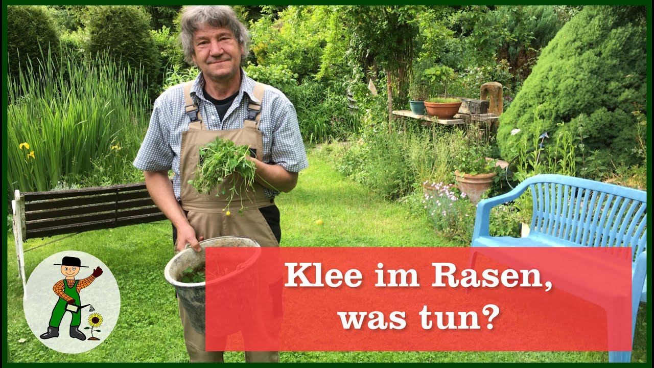 Klee im Rasen, was tun?